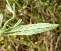 Verbena californica