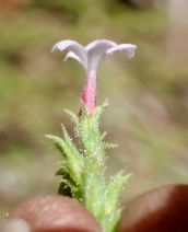 Verbena californica