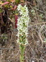 Piperia elegans ssp. elegans
