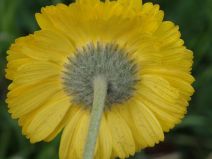 Baileya multiradiata