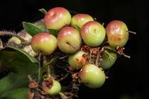 Arctostaphylos crustacea ssp. crustacea