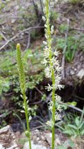 Hastingsia serpentinicola