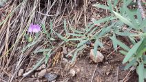 Lathyrus brownii