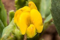 Medicago polymorpha