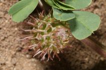 Medicago polymorpha