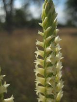 Spiranthes porrifolia