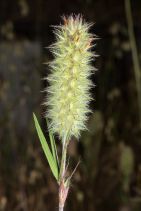 Trifolium angustifolium