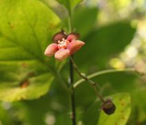 Euonymus occidentalis