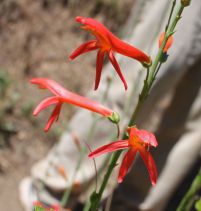 Penstemon labrosus