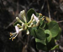 Lonicera subspicata