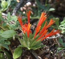 Monardella macrantha