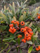 Pyracantha angustifolia