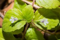 Clinopodium douglasii