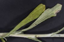 Gamochaeta ustulata