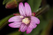 Epilobium ciliatum