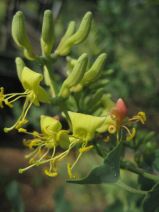 Lonicera interrupta