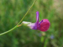 Lathyrus angulatus