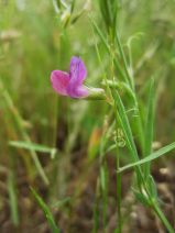 Lathyrus angulatus