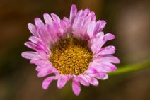 Erigeron karvinskianus