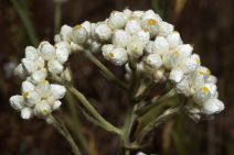 Pseudognaphalium californicum