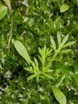 Soliva sessilis