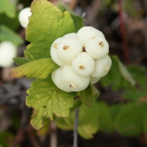 Symphoricarpos albus var. laevigatus