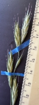 Bromus catharticus var. elatus