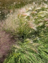 Hordeum jubatum