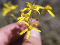 Senecio spartioides