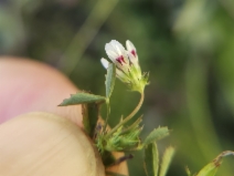Trifolium monanthum ssp. parvum
