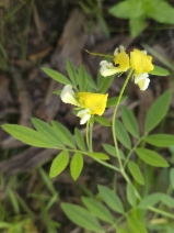 Hosackia oblongifolia var. oblongifolia