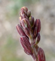 Justicia californica