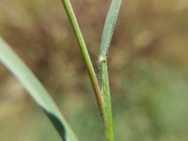 Paspalum distichum