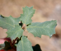 Quercus xalvordiana