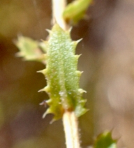 Hazardia squarrosa var. squarrosa