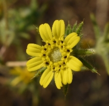 Hemizonia fitchii