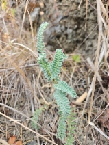 Astragalus pycnostachyus