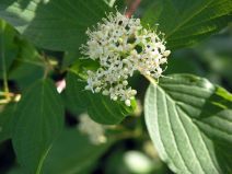 Cornus sericea ssp. sericea
