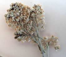 Lepidium appelianum