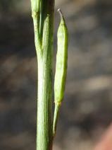 Brassica nigra