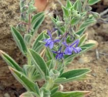Trichostema lanceolatum