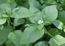 Stellaria media