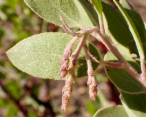 Arctostaphylos Xhelleri