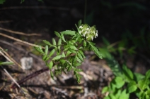 Pedicularis howellii