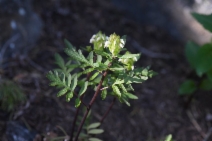 Pedicularis howellii
