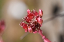 Sedum laxum ssp. eastwoodiae