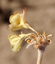 Eriogonum umbellatum var. munzii