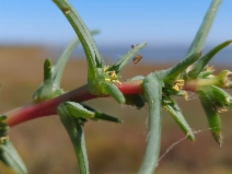 Salsola soda