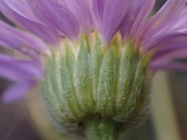 Erigeron robustior