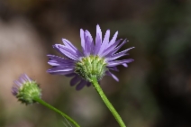 Erigeron robustior